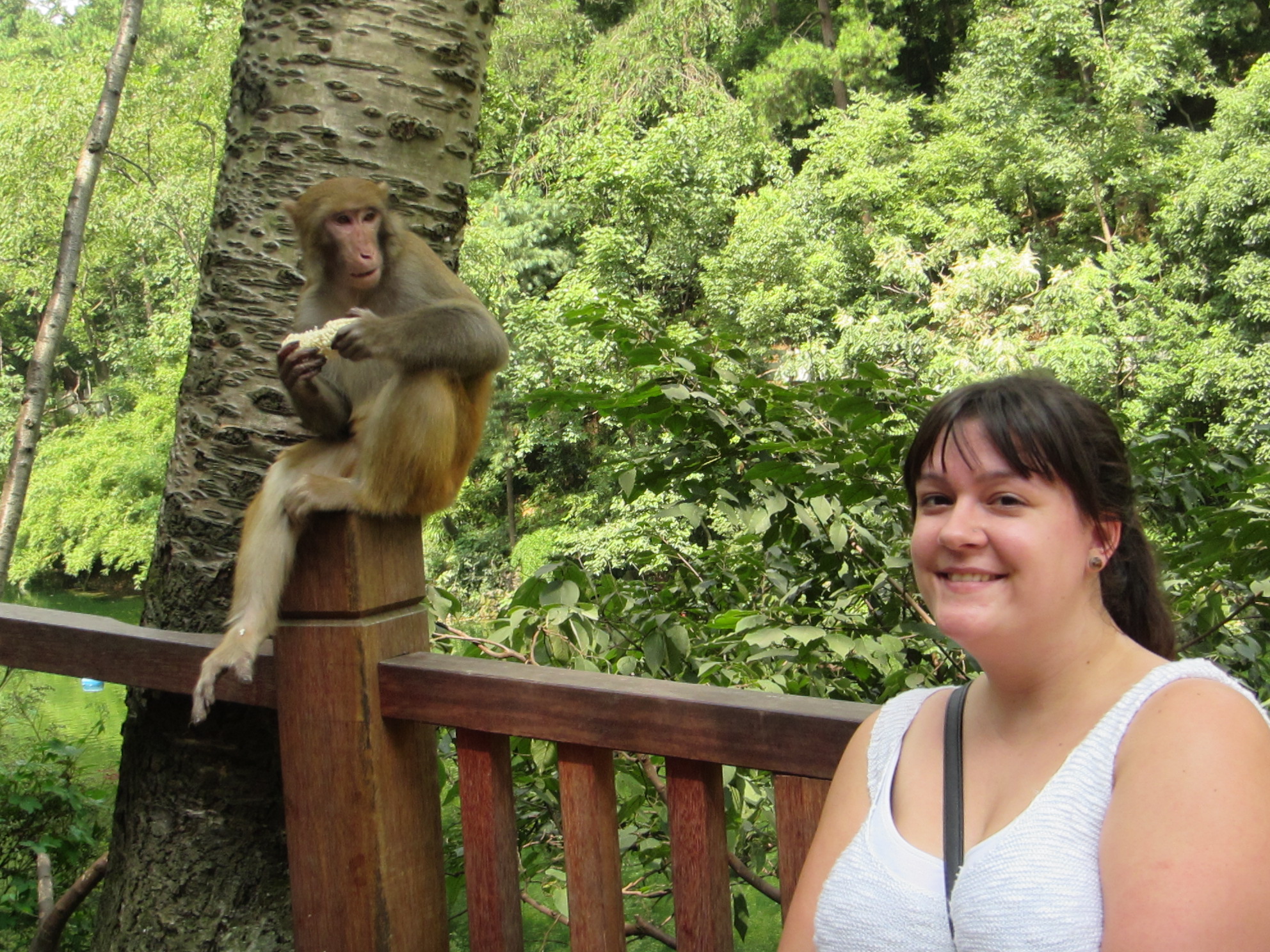 A wild monkey, staring at the Lao Wei!  (Lao Wei is 'foreigner'.  We hear it everywhere we go!  We are treated like celebrities because there are so few of us in Guiyang)