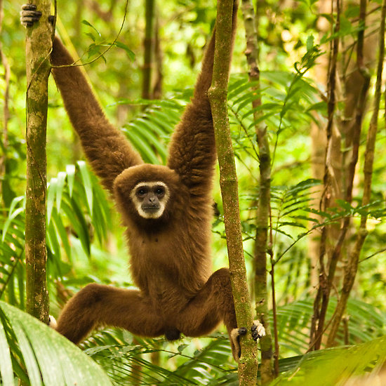 I did some searching online and discovered that the little dude who wrapped his arms around me is a Lars Gibbon.  I'd much rather have seen him in the wild, but I was glad to know he was cared for in his captive life.