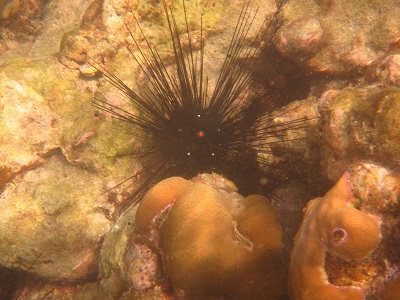 One of the sea urchins that was set on murdering me!  I avoided them unscathed, which is a relief!  Those spikes are very sharp and they break off when they stab someone...it's a very painful experience to step on one and I came within inches at one point.  