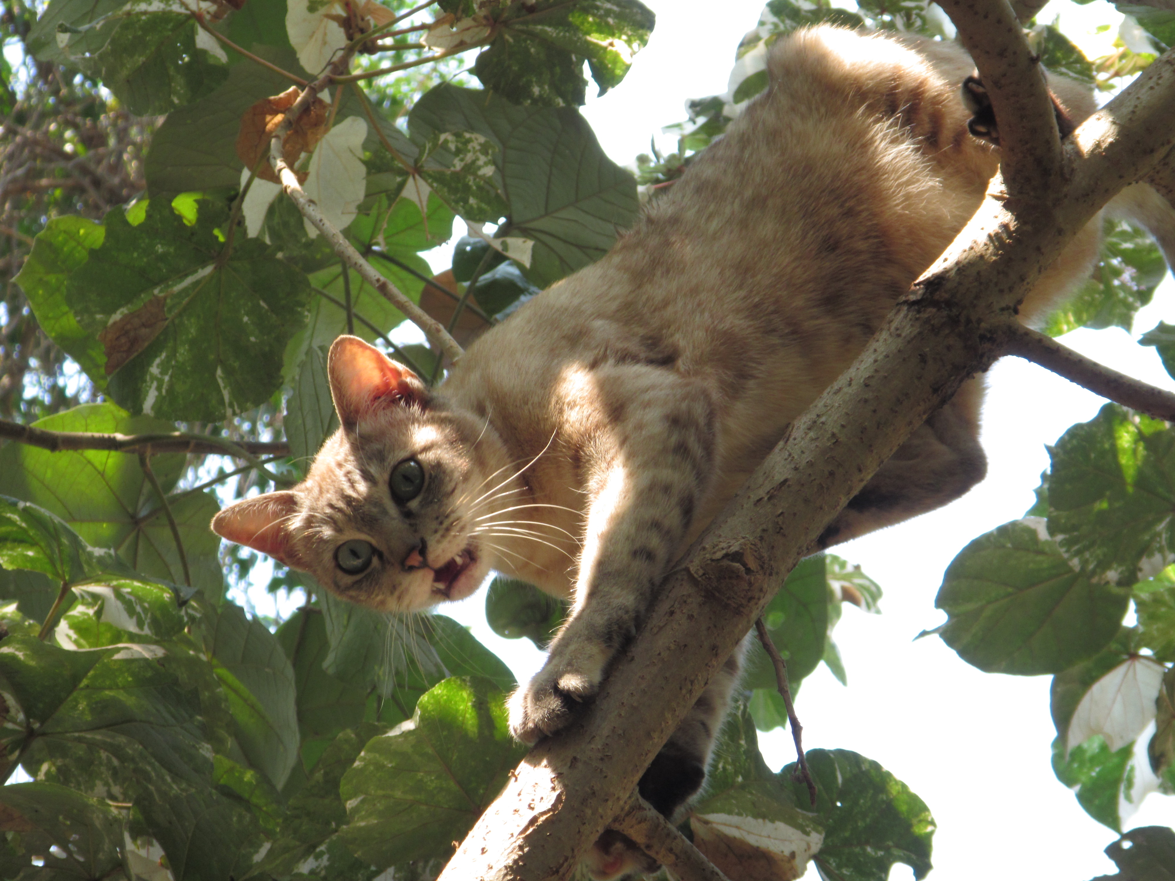 A cat stuck up in a tree.  I got the picture at the exact right moment lol!
