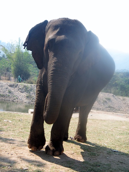 Elephant Nature Park – Eco Tourism at its Best!