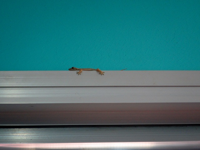 One of several Lizards in our room. It was through no fault of the hotel...these little guys are EVERYWHERE! I found this one to be especially adorable...he was hanging out on our door frame. 