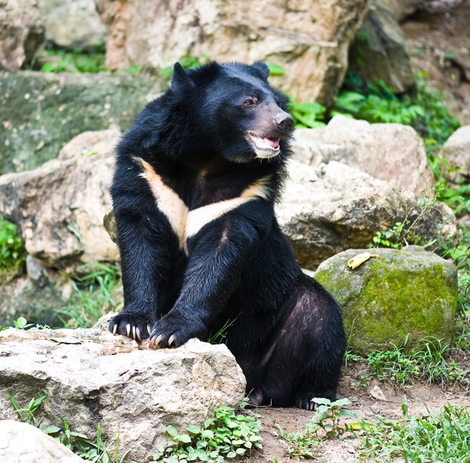 asiatic-black-bear